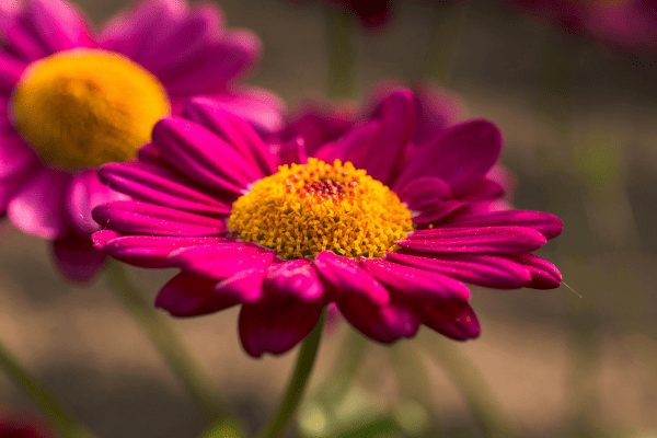 10 examples of perennial plants and flowers