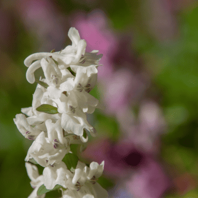 white corydalis perennials